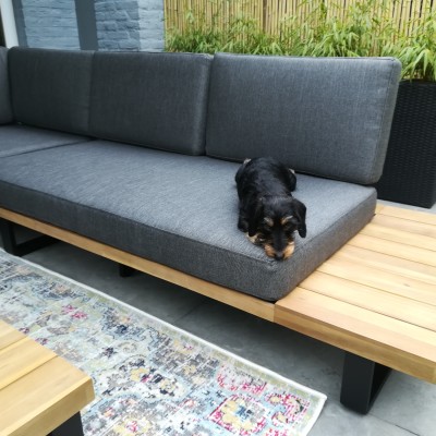 Dog enjoying