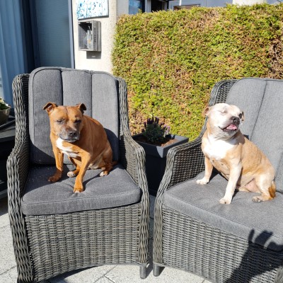 Zelfs de honden genieten van de stoelen!