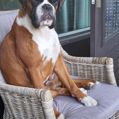 Zelfs onze hond Gin vindt de stoelen geweldig zitten.