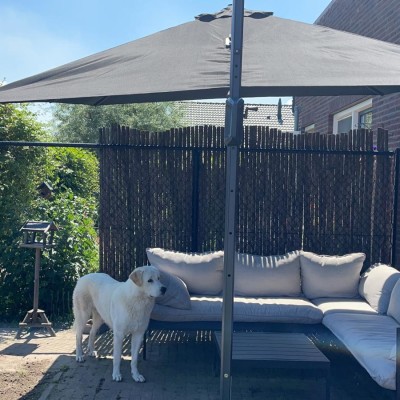 Eindelijk heeft onze hond Indy schaduw.