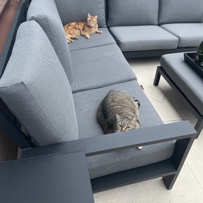 Nog voordat we zelf konden gaan zitten hadden de katten al goedkeuring gegeven
