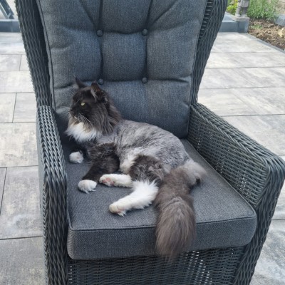 Onze droomtuin bijna af, maar met onze lounge- diningset ziet het er al helemaal af uit!!
