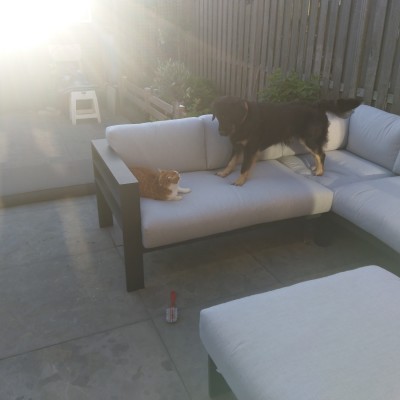 Onze hond Pleun wilde eigenlijk het alleenrecht.