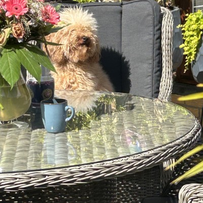 Hond ook blij