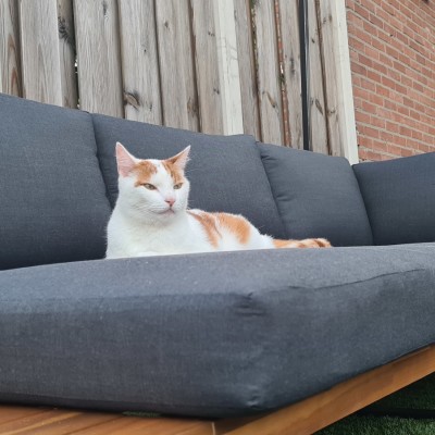 Kattencomfort